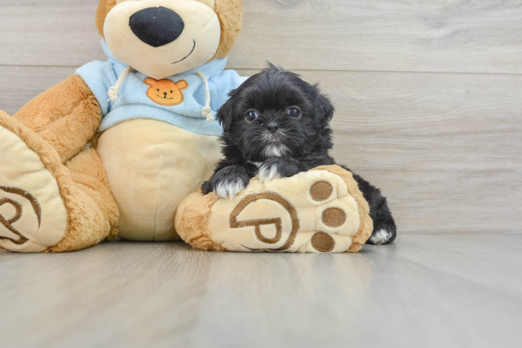 Shih Tzu Pup Being Cute