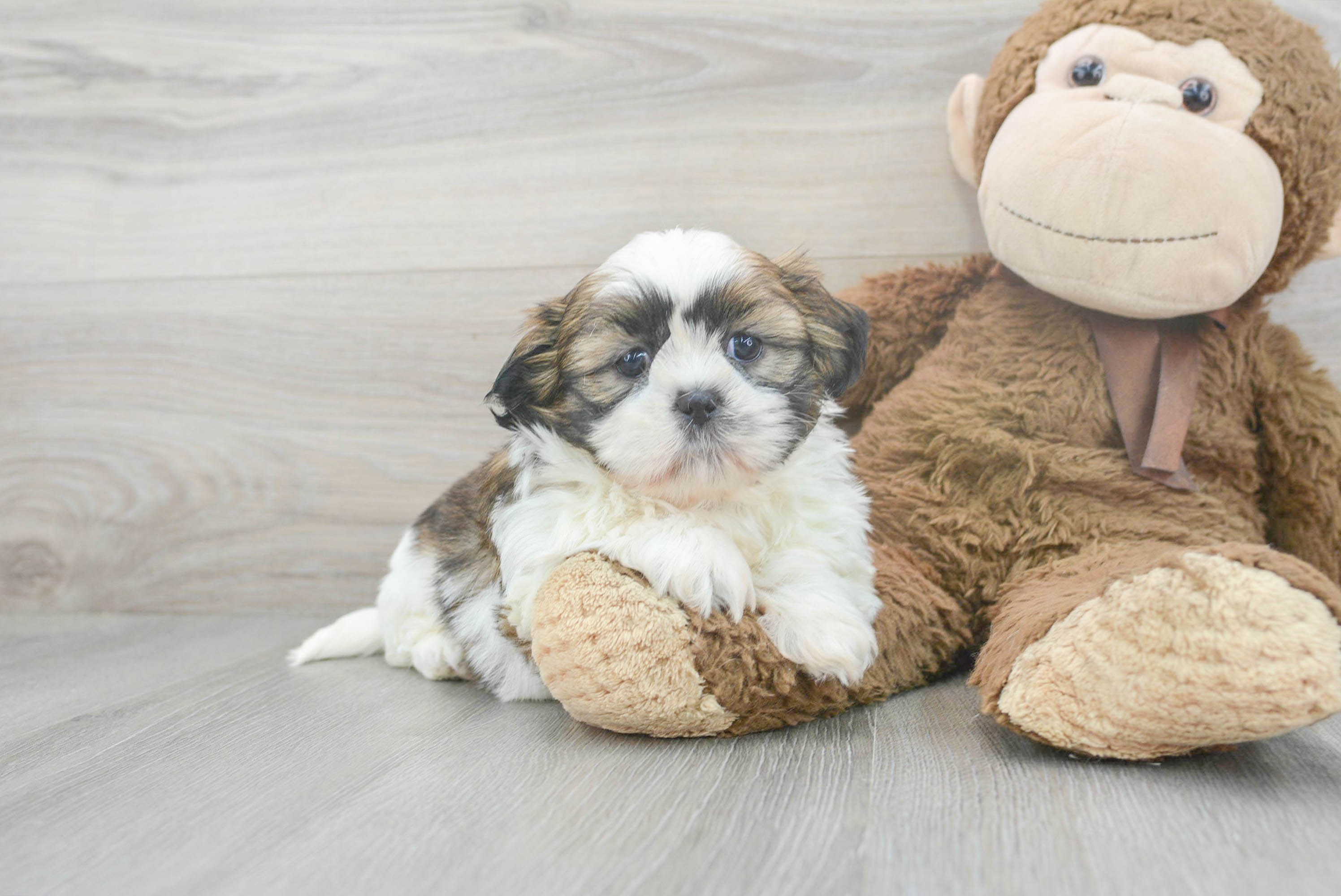 Deb shih sales tzu puppies