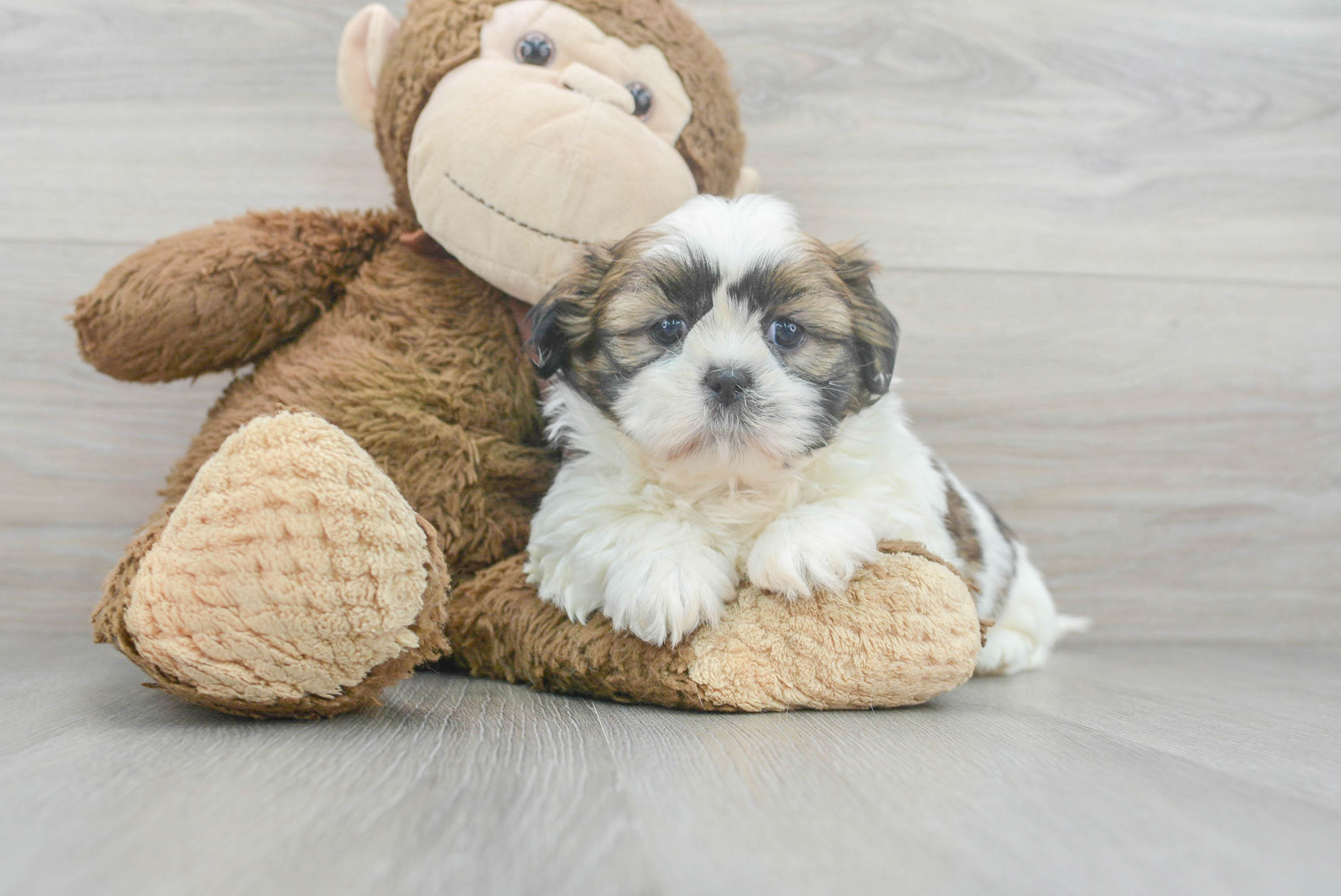 Deb shih sales tzu puppies