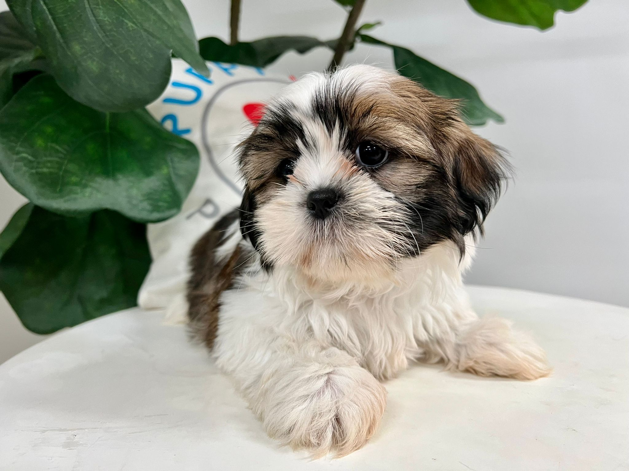 Cute Shih Tzu Purebred Pup