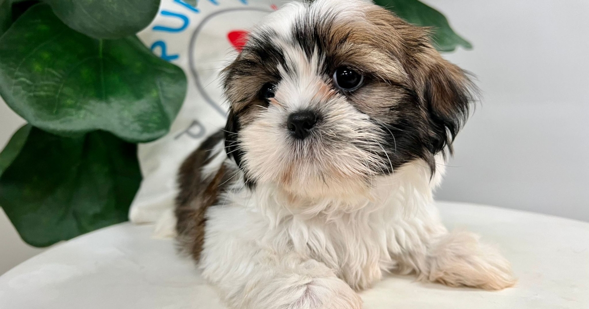 Deb shih sales tzu puppies