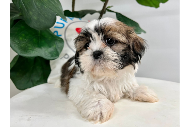 Cute Shih Tzu Purebred Pup