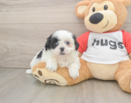 5 week old Shih Tzu Puppy For Sale - Puppy Love PR