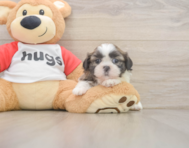 5 week old Shih Tzu Puppy For Sale - Puppy Love PR