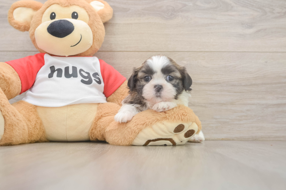 6 week old Shih Tzu Puppy For Sale - Puppy Love PR