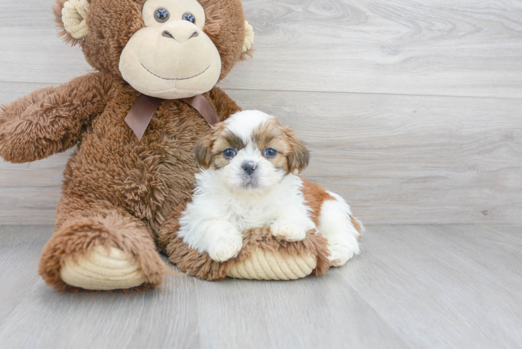 Shih Tzu Pup Being Cute