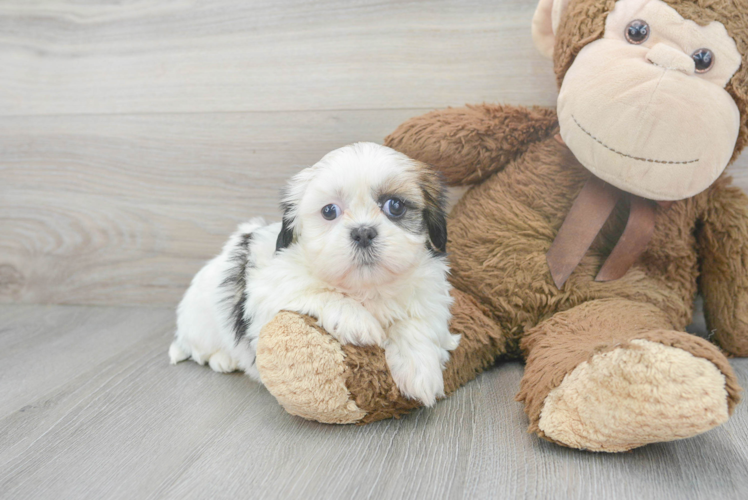 Friendly Shih Tzu Purebred Pup