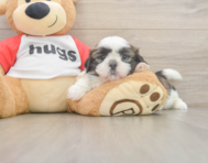 5 week old Shih Tzu Puppy For Sale - Puppy Love PR