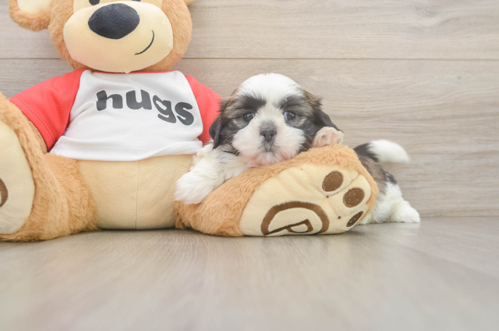 6 week old Shih Tzu Puppy For Sale - Puppy Love PR