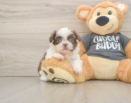 5 week old Shih Tzu Puppy For Sale - Puppy Love PR