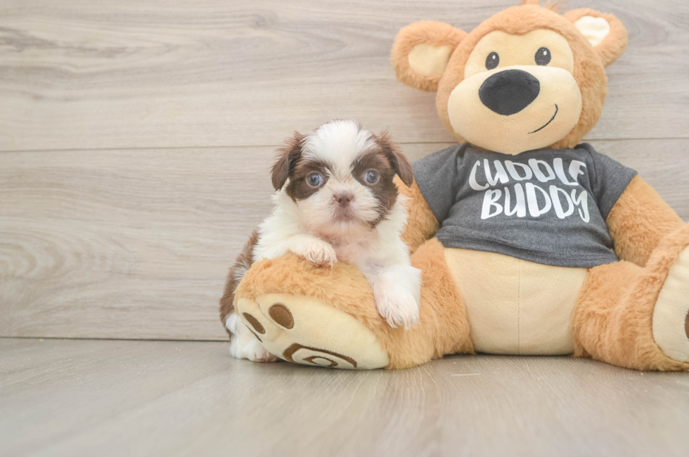 5 week old Shih Tzu Puppy For Sale - Puppy Love PR