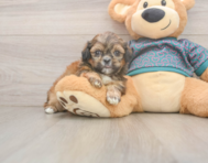 5 week old Shih Tzu Puppy For Sale - Puppy Love PR