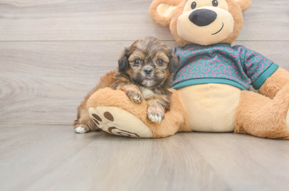 5 week old Shih Tzu Puppy For Sale - Puppy Love PR