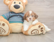 5 week old Shih Tzu Puppy For Sale - Puppy Love PR
