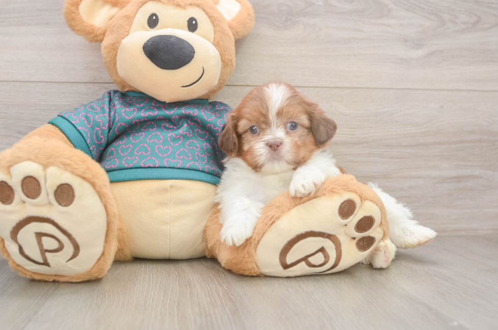 5 week old Shih Tzu Puppy For Sale - Puppy Love PR