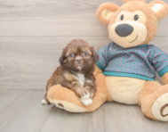 5 week old Shih Tzu Puppy For Sale - Puppy Love PR