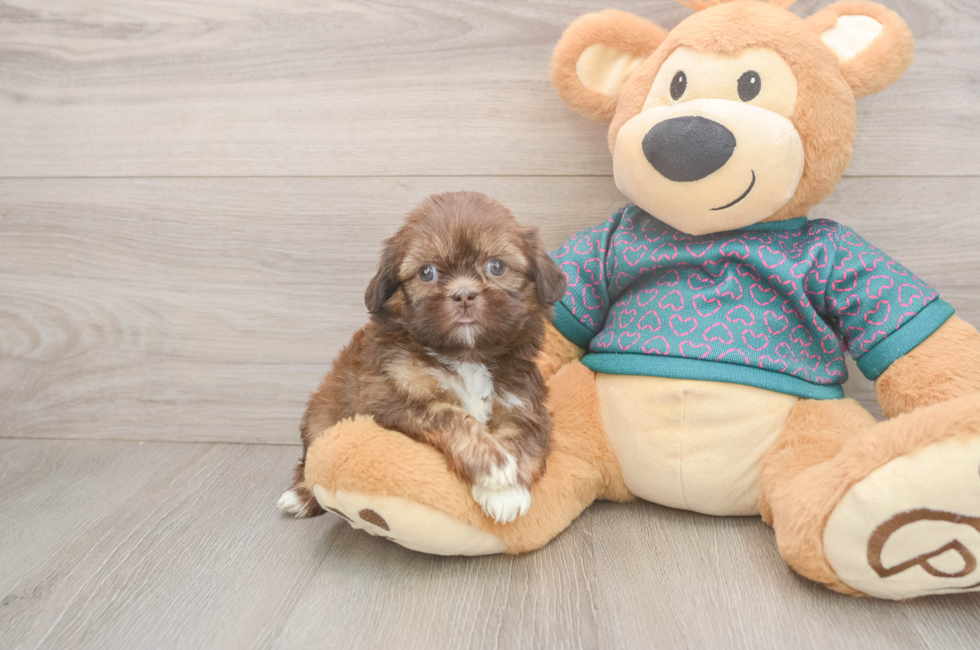 5 week old Shih Tzu Puppy For Sale - Puppy Love PR