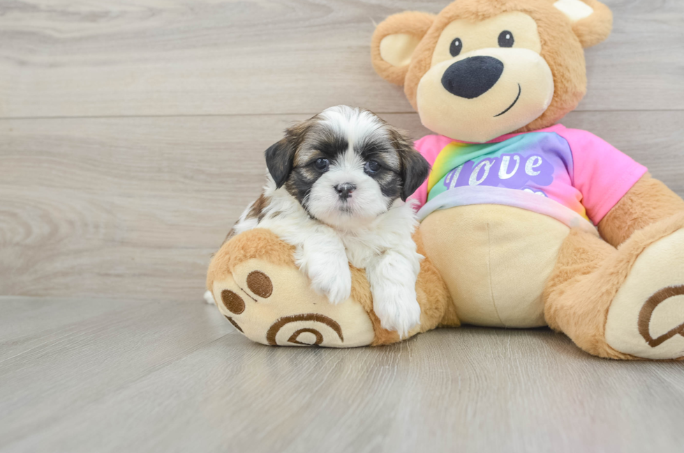 5 week old Shih Tzu Puppy For Sale - Puppy Love PR