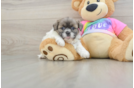 Shih Tzu Puppy for Adoption