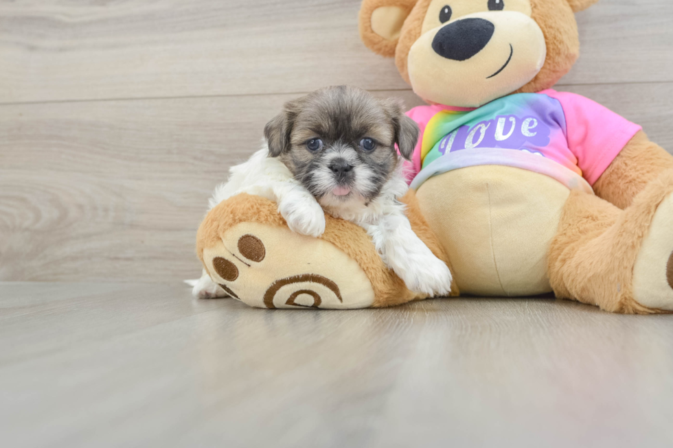 Shih Tzu Puppy for Adoption