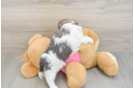 Shih Tzu Puppy for Adoption