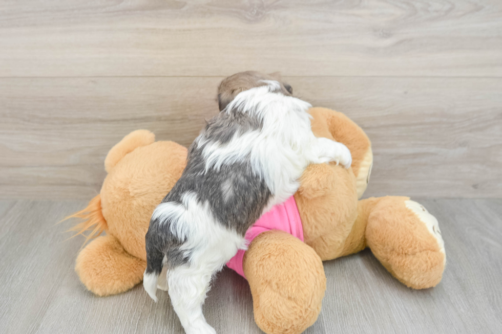 Shih Tzu Puppy for Adoption