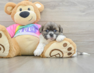 7 week old Shih Tzu Puppy For Sale - Puppy Love PR
