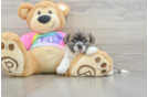 Small Shih Tzu Baby