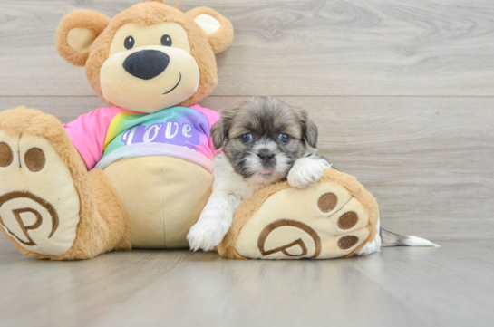 Small Shih Tzu Baby