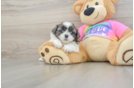 Popular Shih Tzu Purebred Pup