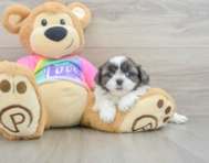5 week old Shih Tzu Puppy For Sale - Puppy Love PR