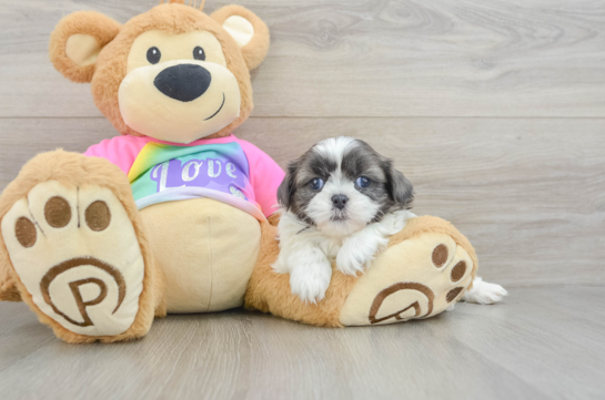 Little Shih Tzu Baby