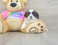 5 week old Shih Tzu Puppy For Sale - Puppy Love PR