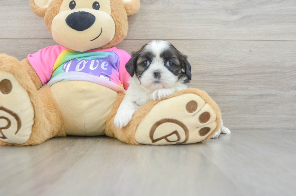 5 week old Shih Tzu Puppy For Sale - Puppy Love PR