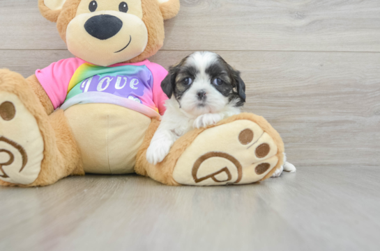 Shih Tzu Puppy for Adoption