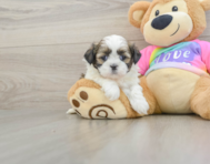 5 week old Shih Tzu Puppy For Sale - Puppy Love PR