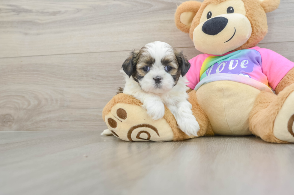 5 week old Shih Tzu Puppy For Sale - Puppy Love PR