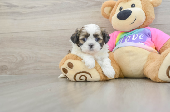 Shih Tzu Puppy for Adoption