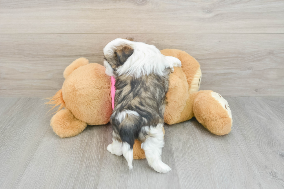 Fluffy Shitzu Purebred Puppy