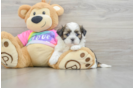 Best Shih Tzu Baby