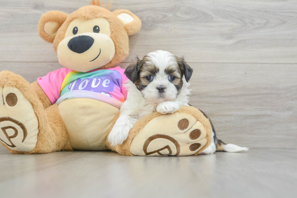Best Shih Tzu Baby