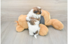 Akc Registered Shih Tzu Baby