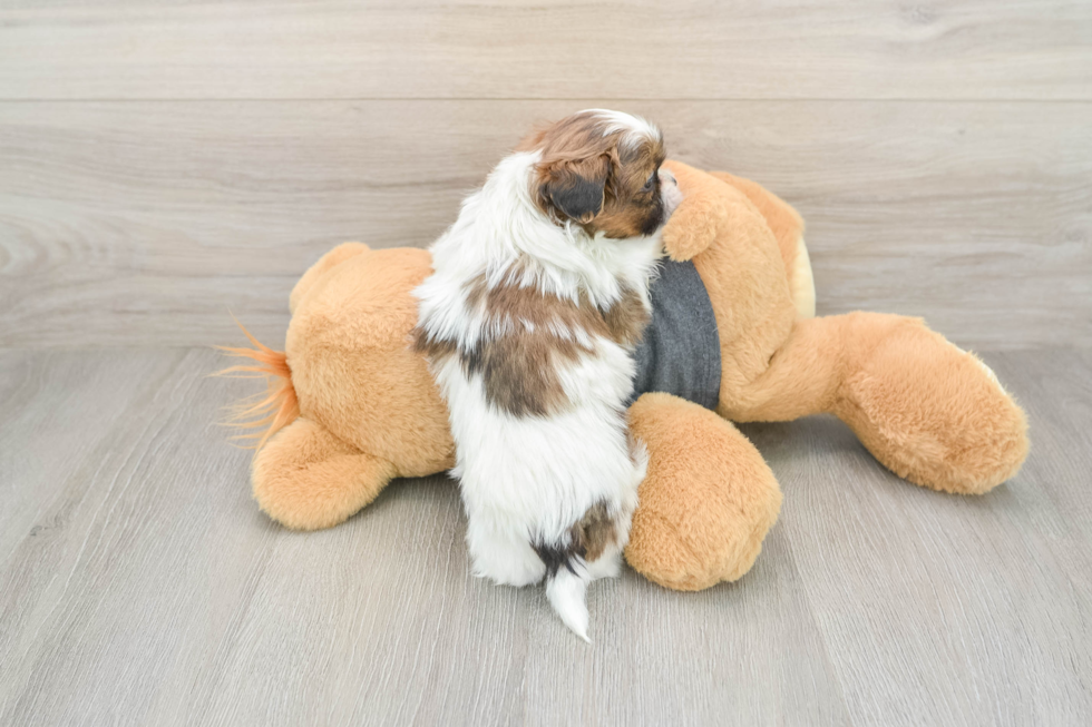 Akc Registered Shih Tzu Baby