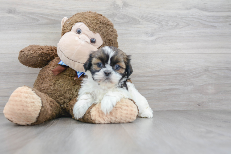 Meet Gretchen - our Shih Tzu Puppy Photo 1/3 - Puppy Love PR Cute Shih Tzu Baby