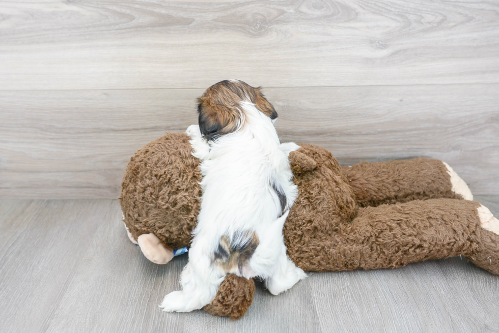 Shih Tzu Pup Being Cute