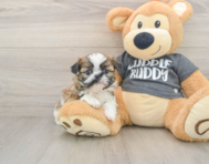 6 week old Shih Tzu Puppy For Sale - Puppy Love PR