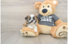 Shih Tzu Pup Being Cute
