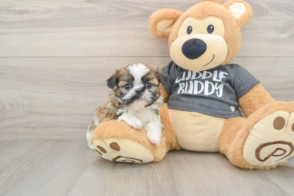 Shih Tzu Pup Being Cute