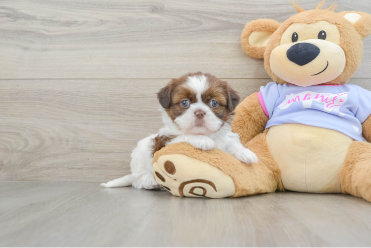 Meet Hallee - our Shih Tzu Puppy Photo 1/3 - Puppy Love PR Akc Registered Shih Tzu Baby