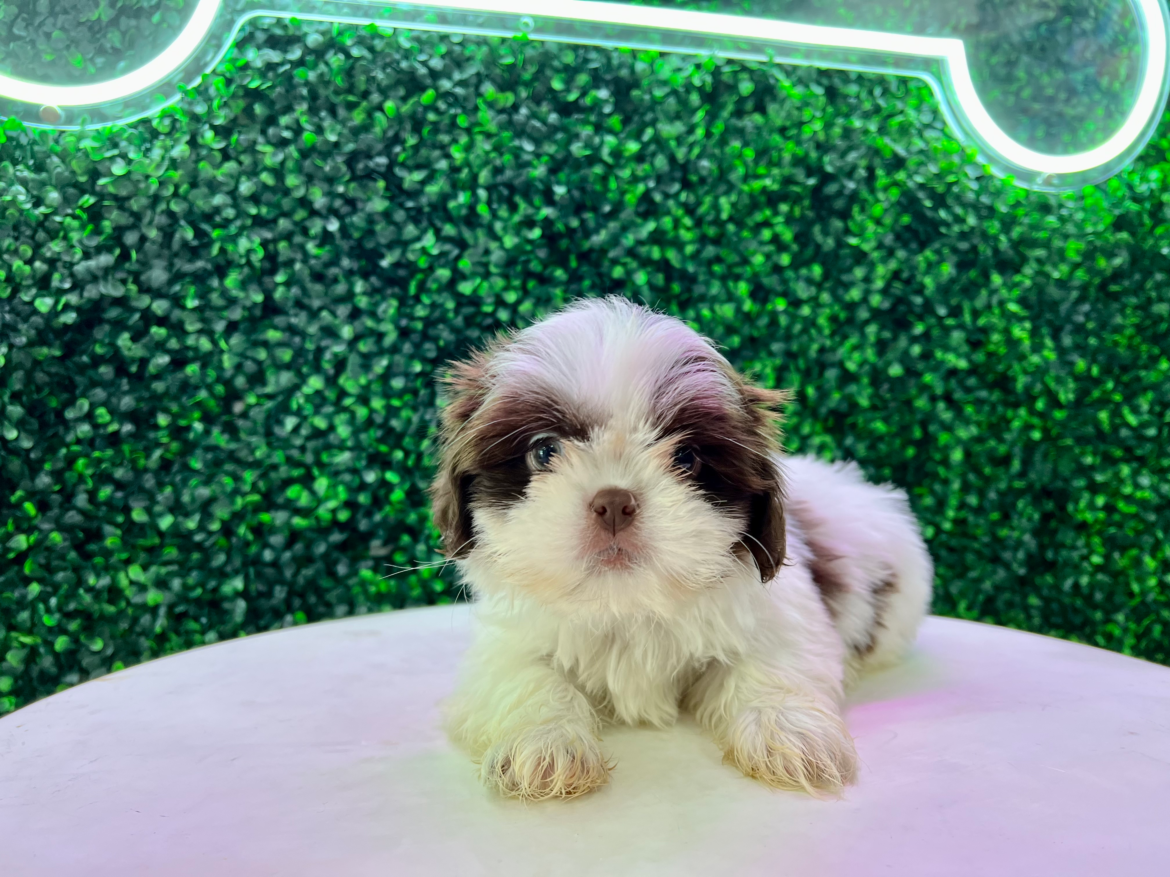 Best Shih Tzu Baby